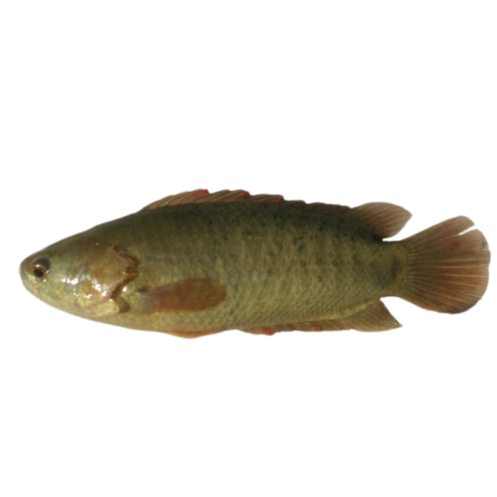 Giống cá rô đồng