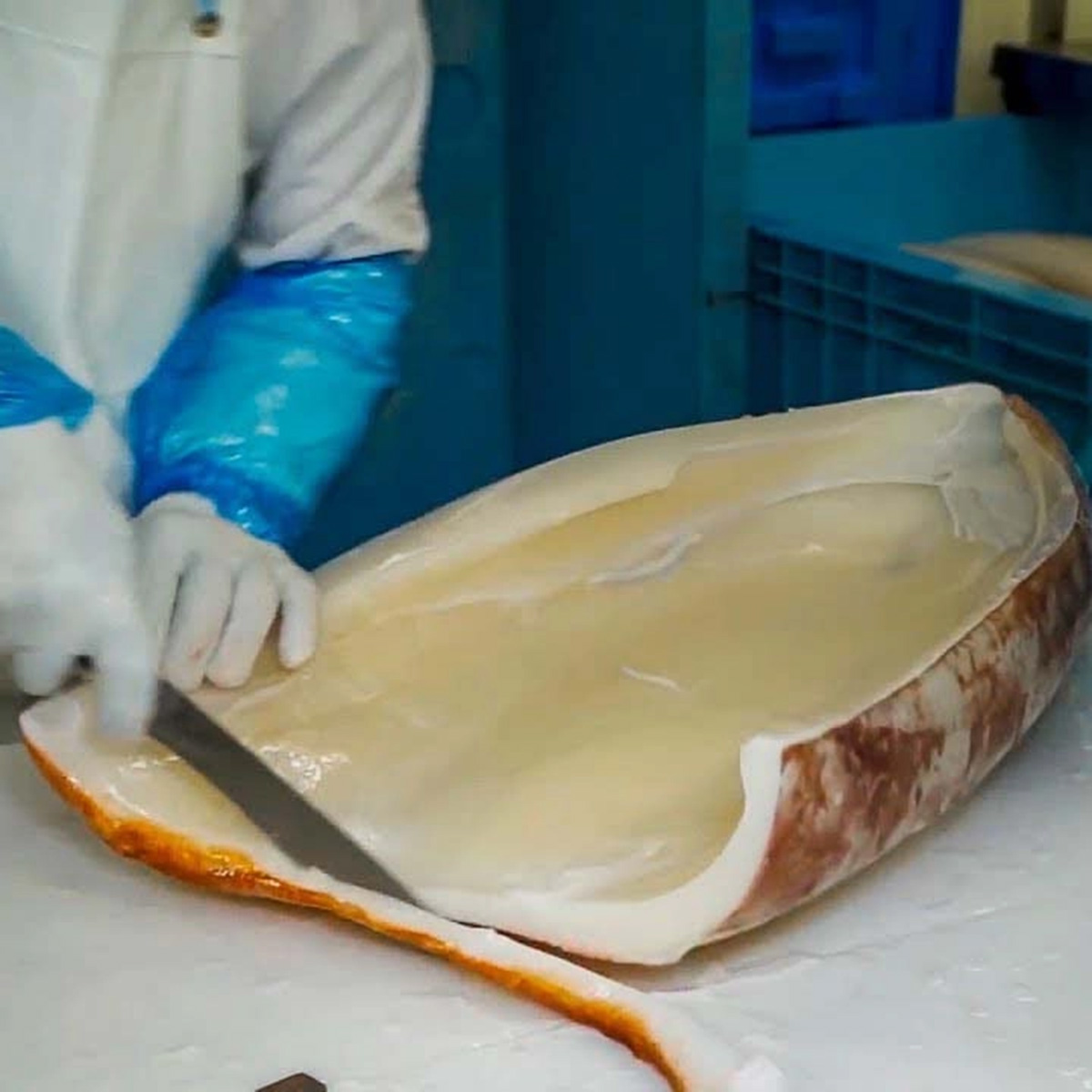 Thức ăn tôm bố mẹ - Mực Nam Mỹ Humboldt sạch bệnh cắt sợi - Ảnh 4