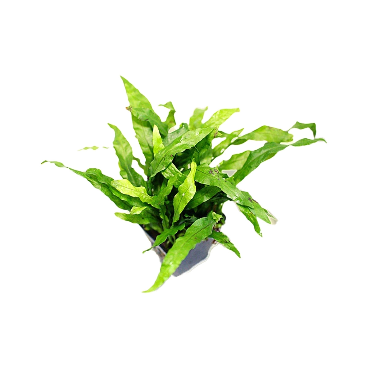 Dương xỉ Mỹ Nhân