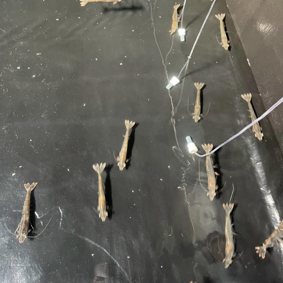 Tôm thẻ chân trắng - Ảnh 3