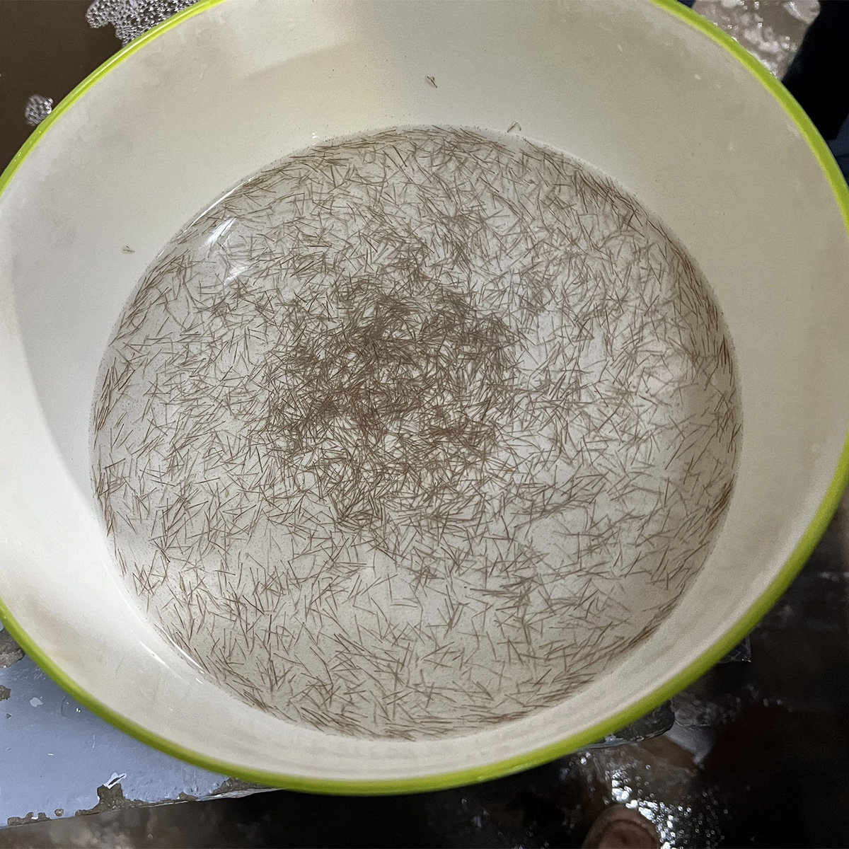 Sú chân đỏ - Ảnh 3