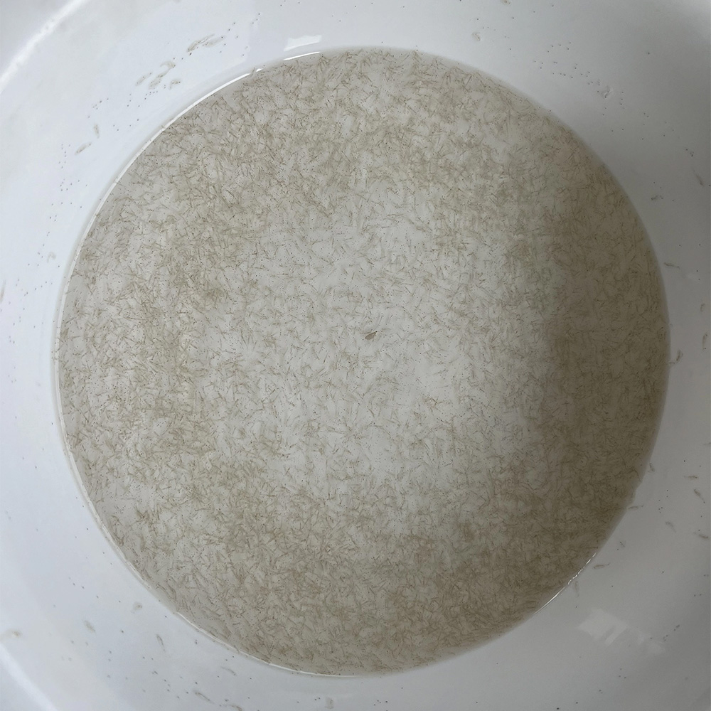 Tôm thẻ chân trắng - Ảnh 4