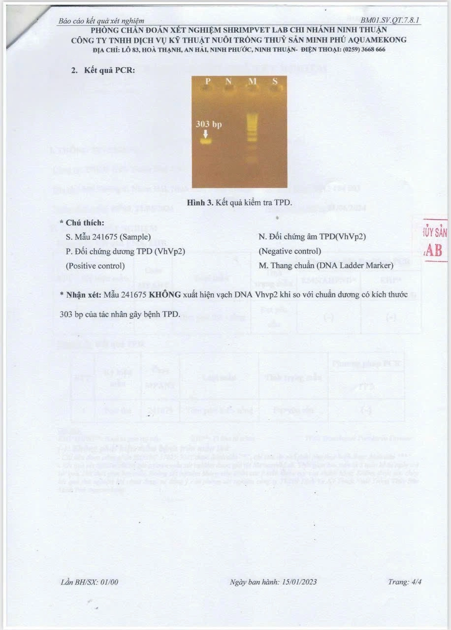 Giống Thẻ Chân Trắng - Thiên Phú VN - Ảnh 4
