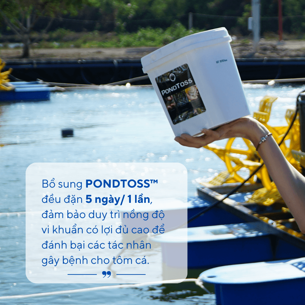 PondToss - Ảnh 4