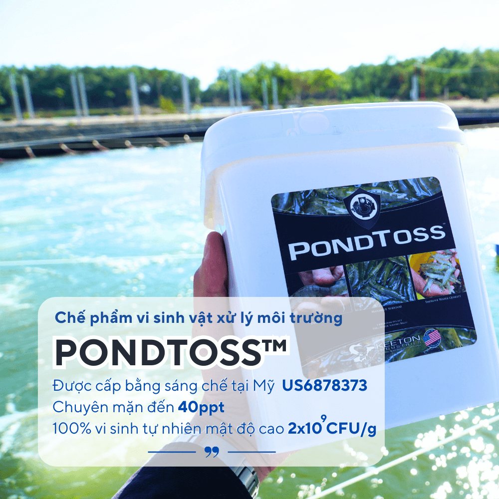 PondToss - Ảnh 6