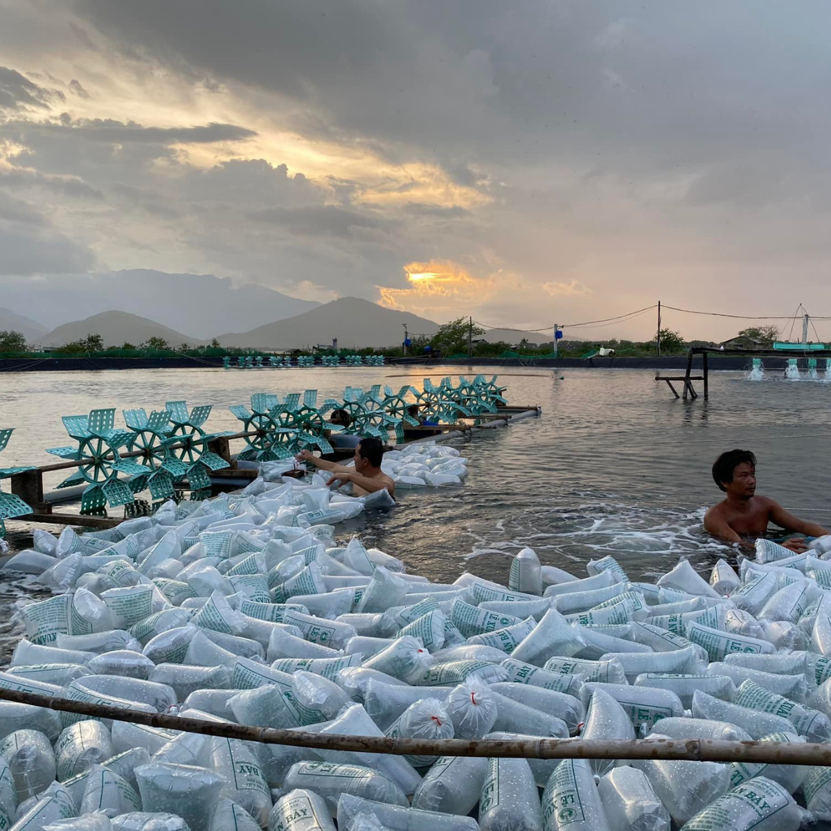 Tôm Sú gia hóa - Ảnh 4