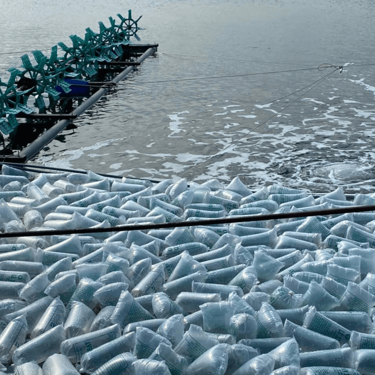 Tôm Sú gia hóa - Ảnh 5