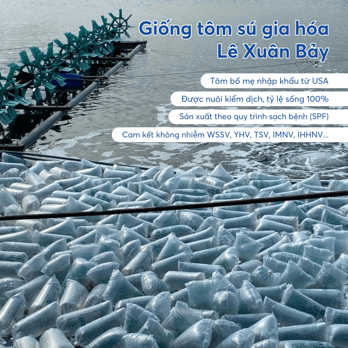 Tôm Sú gia hóa - Ảnh 6