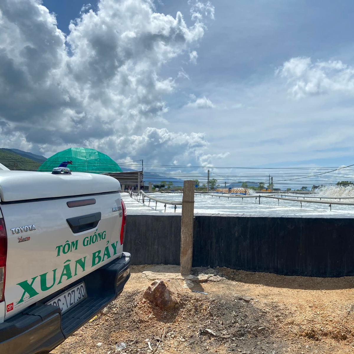 Tôm Sú gia hóa - Ảnh 3