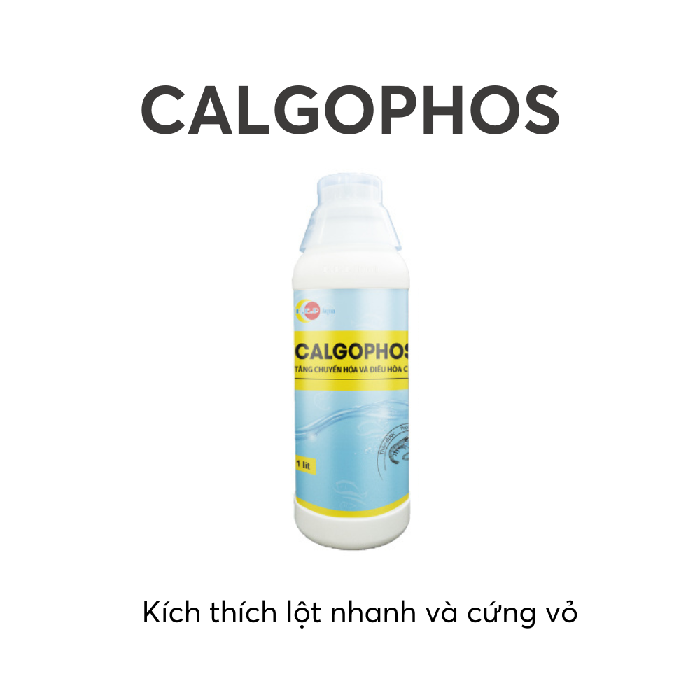 CALGOPHOS - Ảnh 2