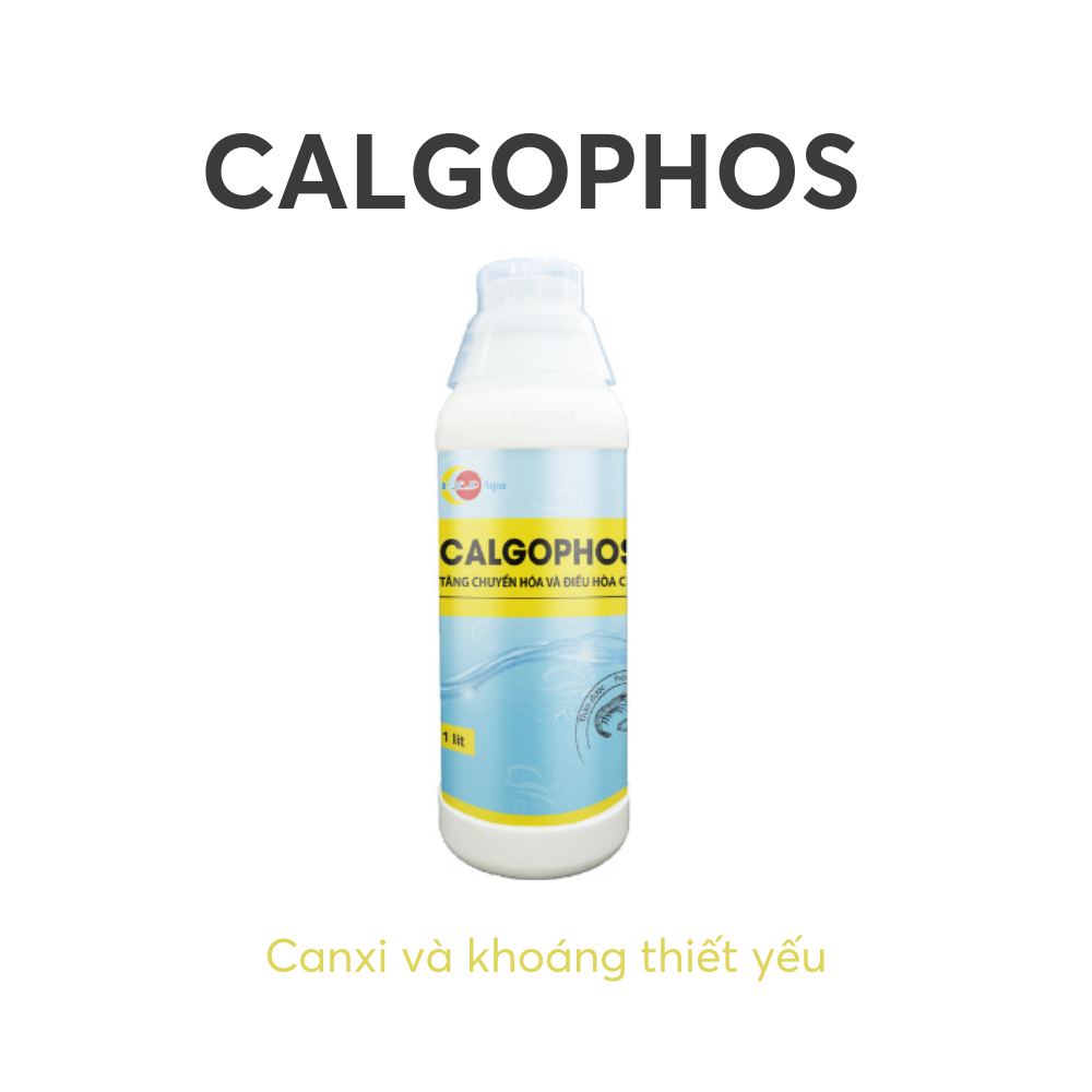 CALGOPHOS - Ảnh 3
