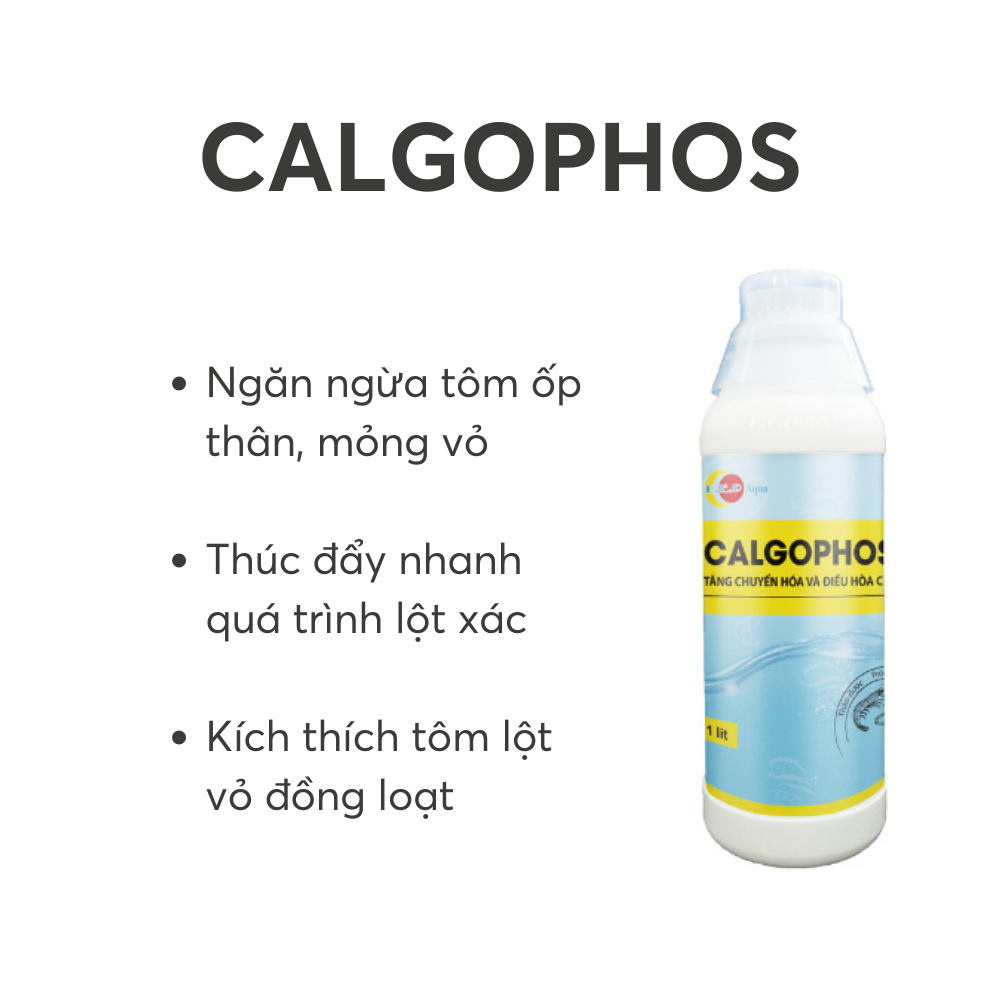 CALGOPHOS - Ảnh 4