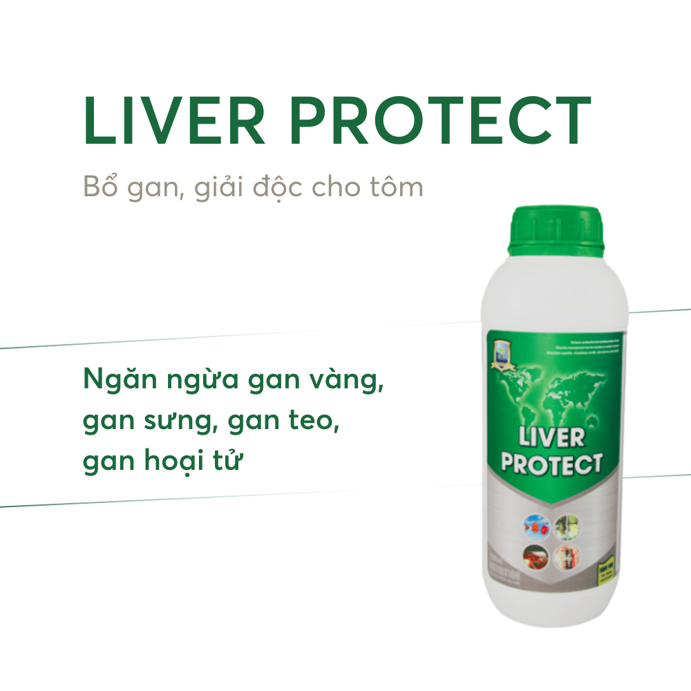 LIVER PROTECT - Ảnh 3