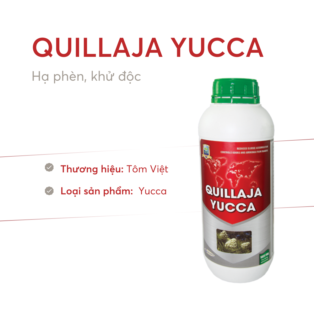 QUILLAJA YUCCA - Ảnh 2