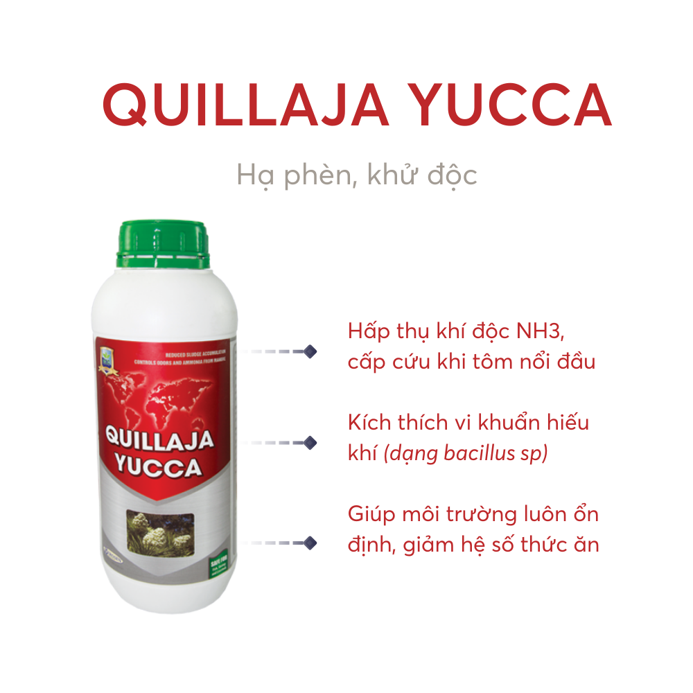 QUILLAJA YUCCA - Ảnh 3