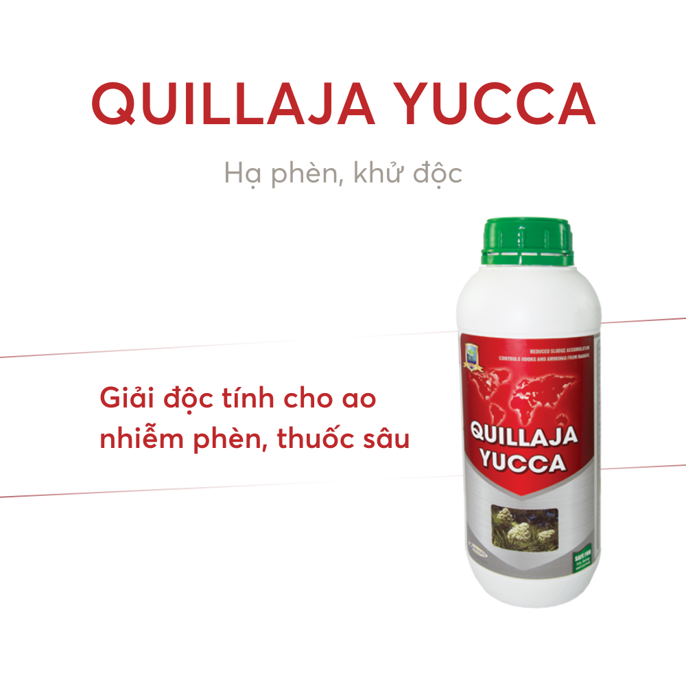 QUILLAJA YUCCA - Ảnh 4
