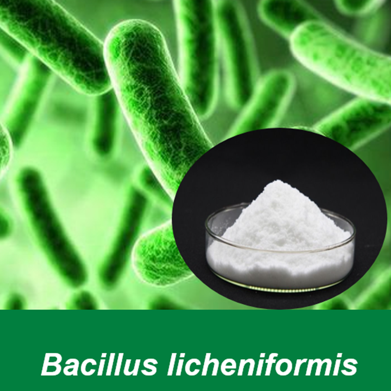 Bacillus licheniformis - Ảnh 2