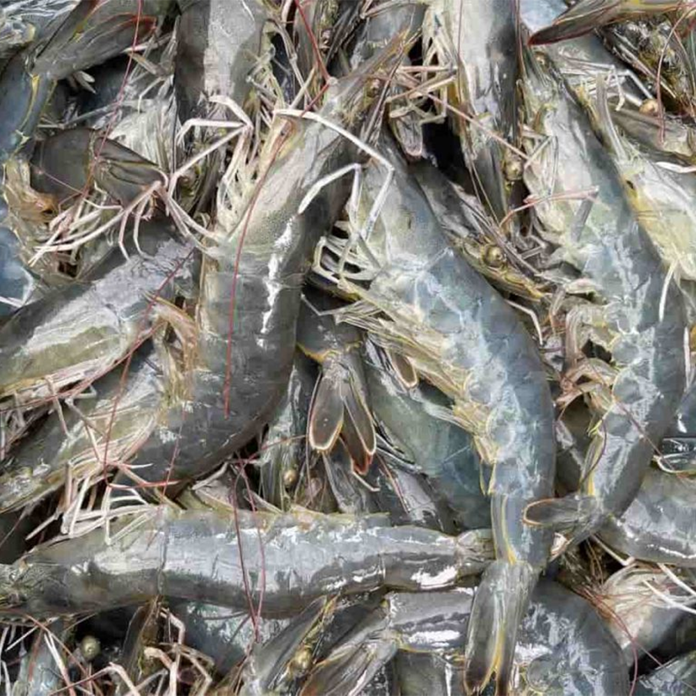 Dịch cao tỏi đen - Ảnh 4