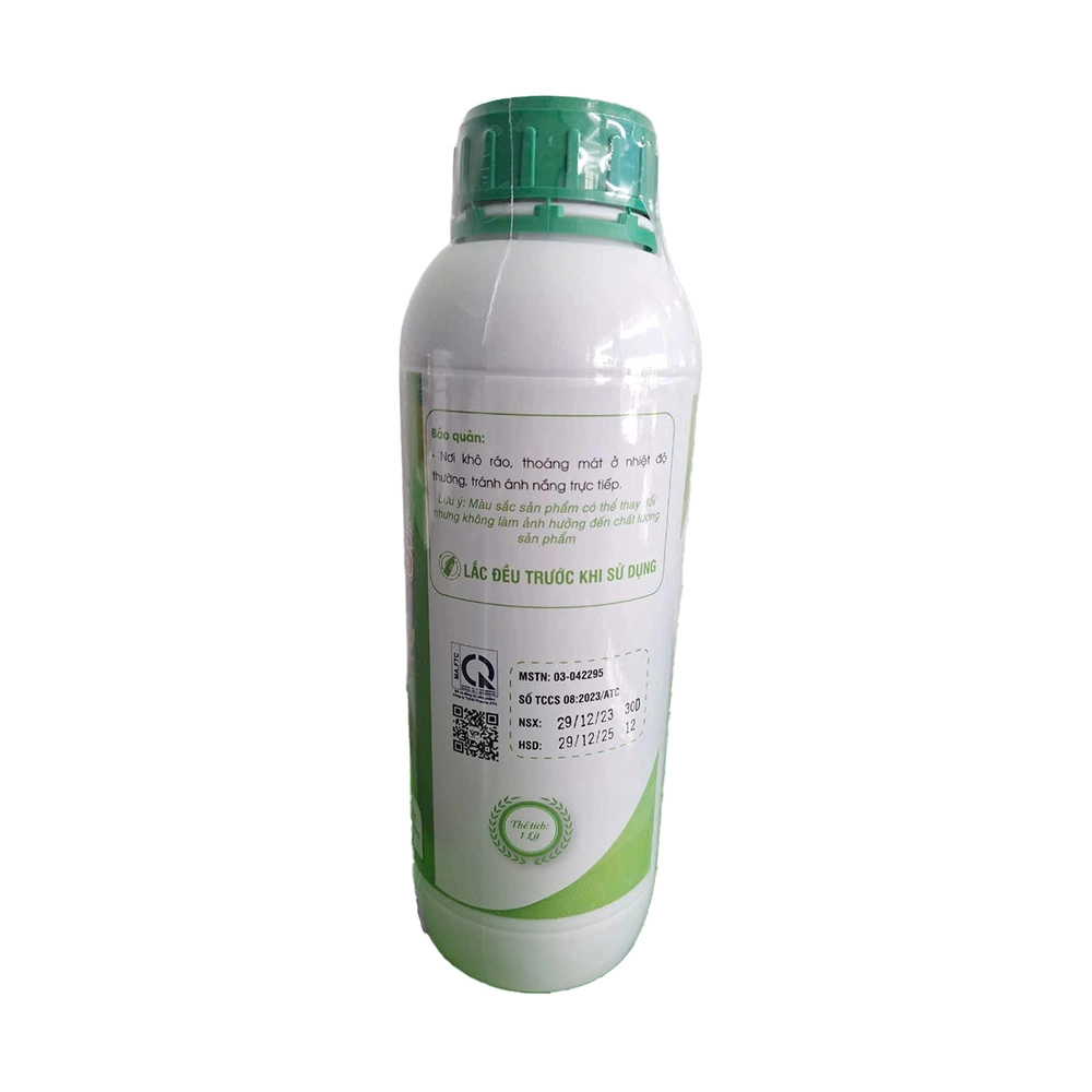 Dương xỉ Mỹ Nhân - Ảnh 2