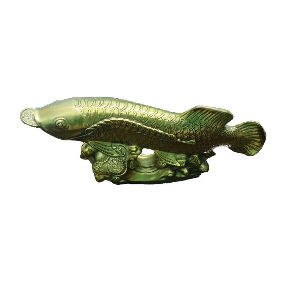Cá Hải Tượng - Ảnh 3