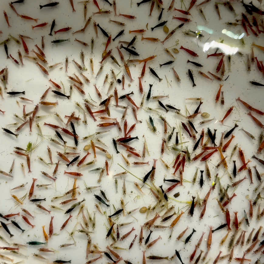 Tép loạn màu - Ảnh 2