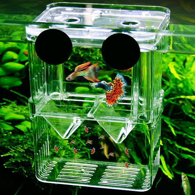 Lồng đẻ cá 7 màu - Lồng dưỡng cá - Lồng cá đẻ bằng mica - Ảnh 4