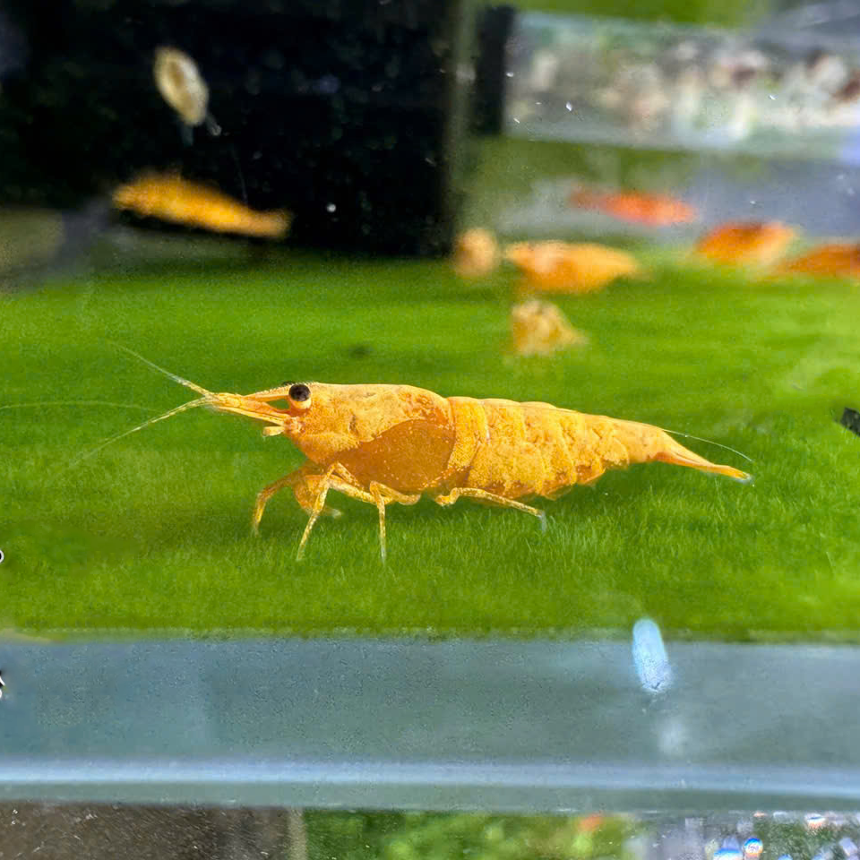 Tép vàng thái - Ảnh 3