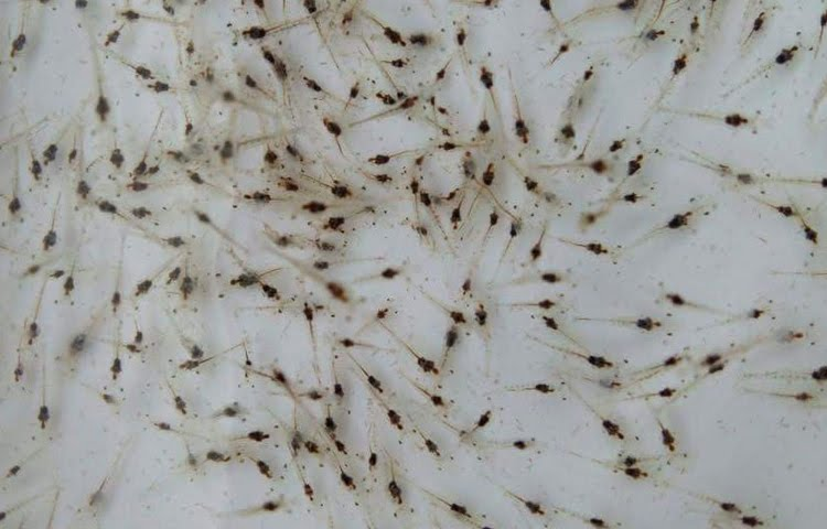 Giống tôm thẻ chân trắng - Tép Bạc - Ảnh 3