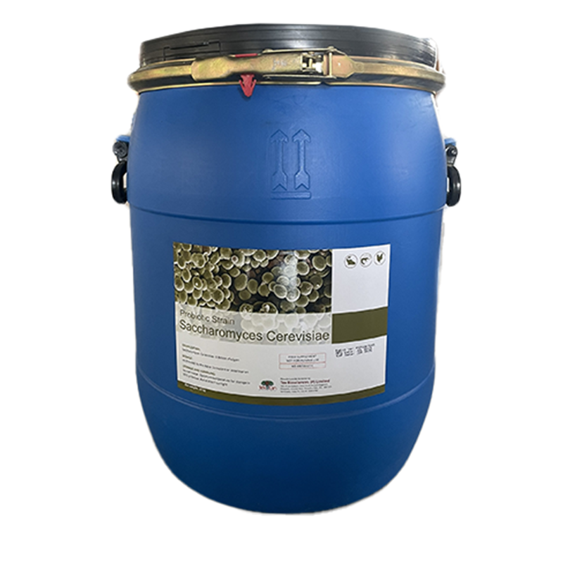 SACCHAROMYCES CEREVISIAE - ẤN ĐỘ - 1 TỶ vi sinh