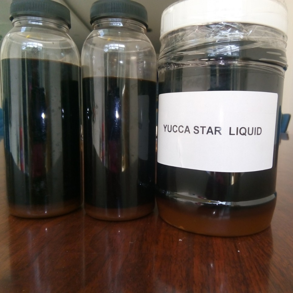 Yucca Star - Ảnh 6