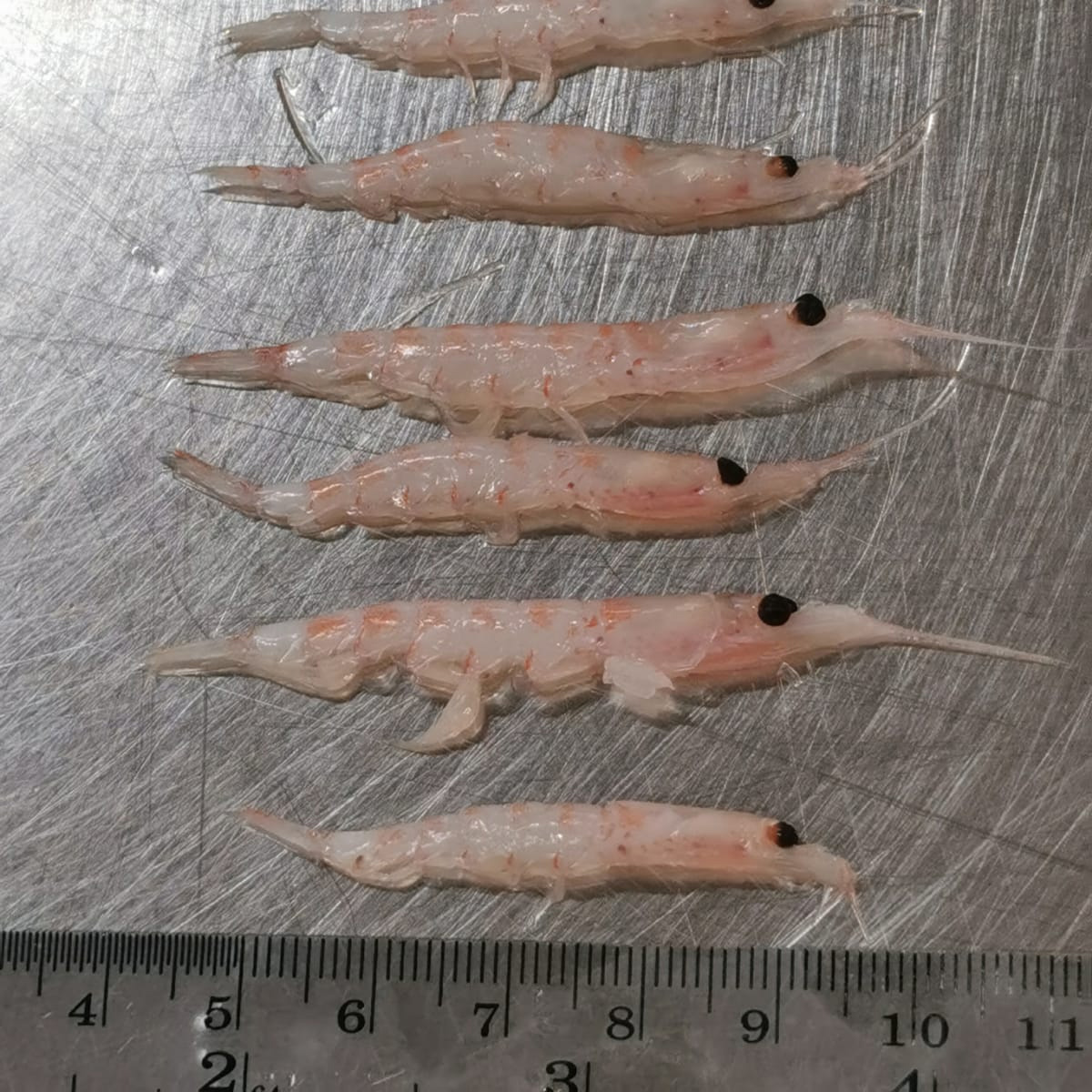 Ruốc Nam Cực - Ảnh 2