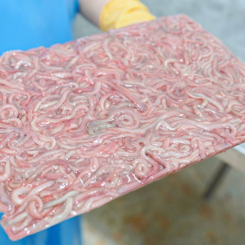 Dời sạch bệnh - Ảnh 2