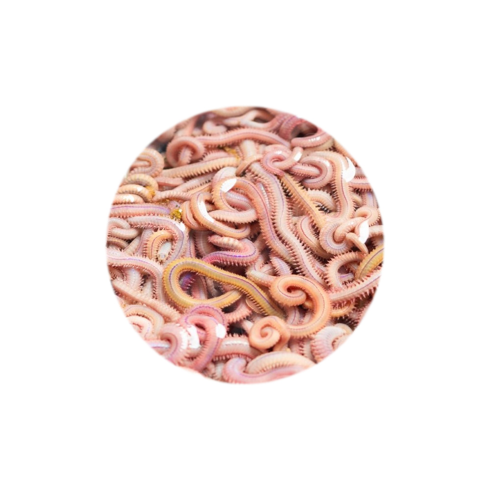 Dời cát sạch bệnh sống