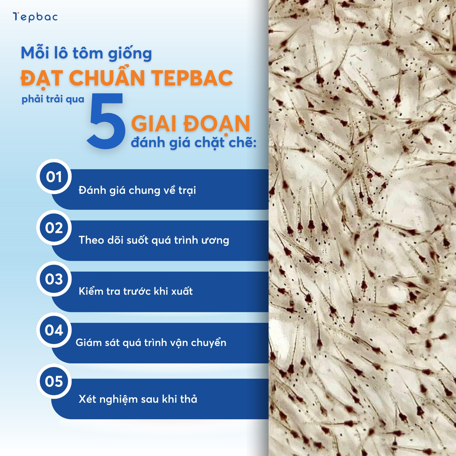 Tôm giống - Ảnh 2