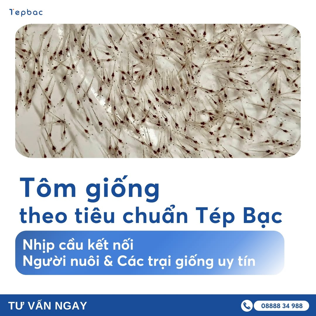 Giống tôm thẻ chân trắng - Tép Bạc