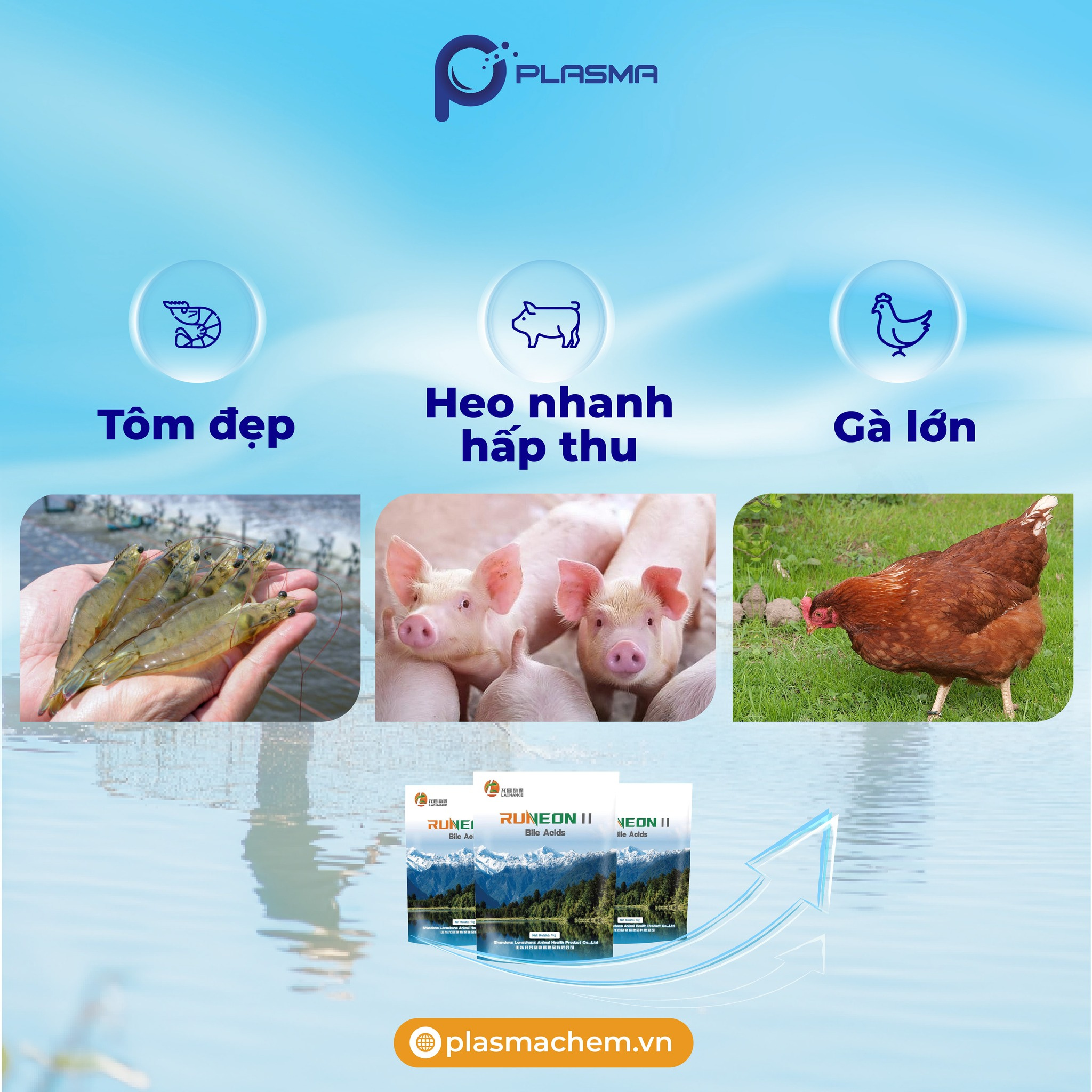 RUNEON II - Bile acid - Ảnh 3