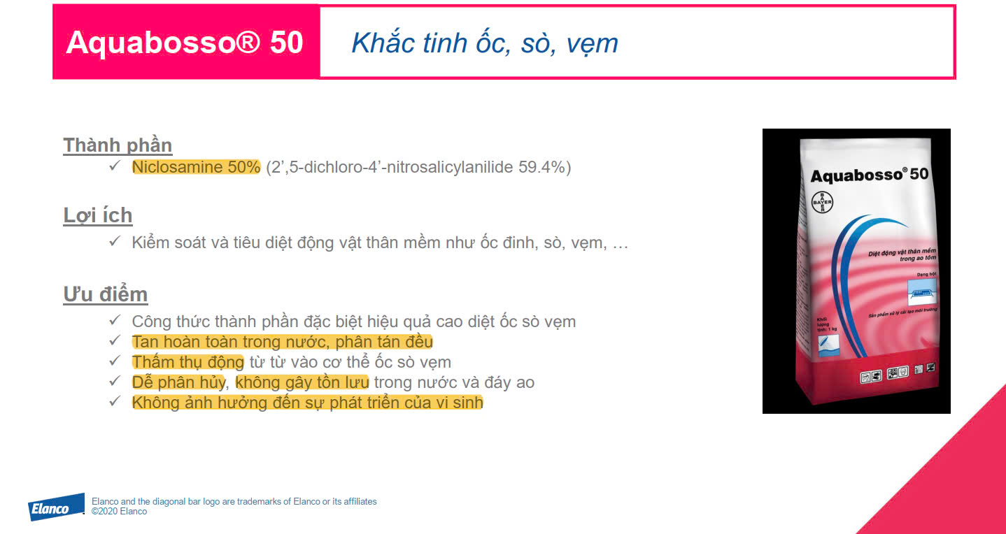 AQUA BOSSO - Ảnh 2