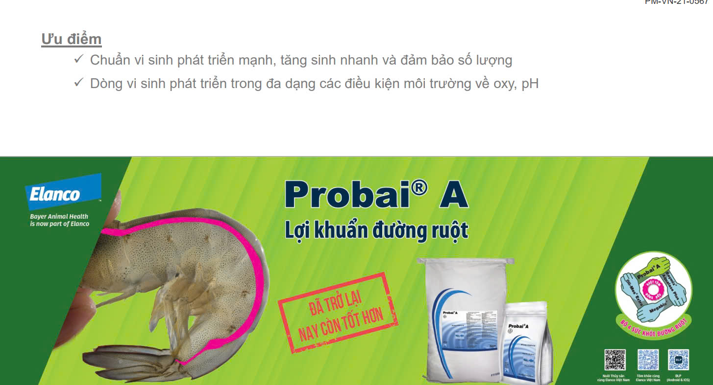 Probai - Ảnh 3