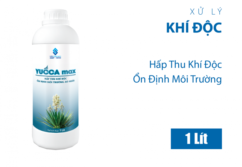 YUCCA MAX - Ảnh 4