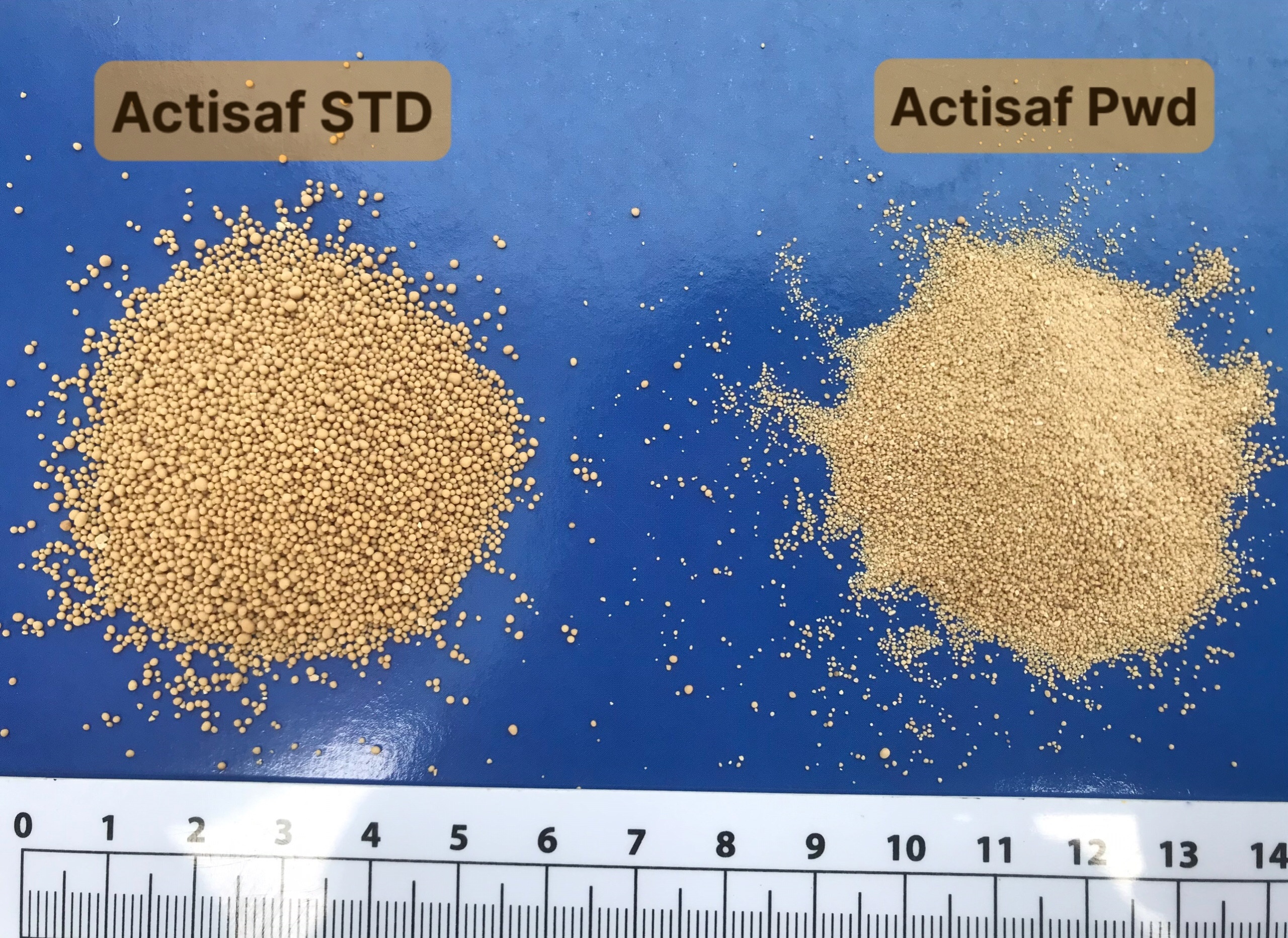 ACTISAF - Ảnh 2