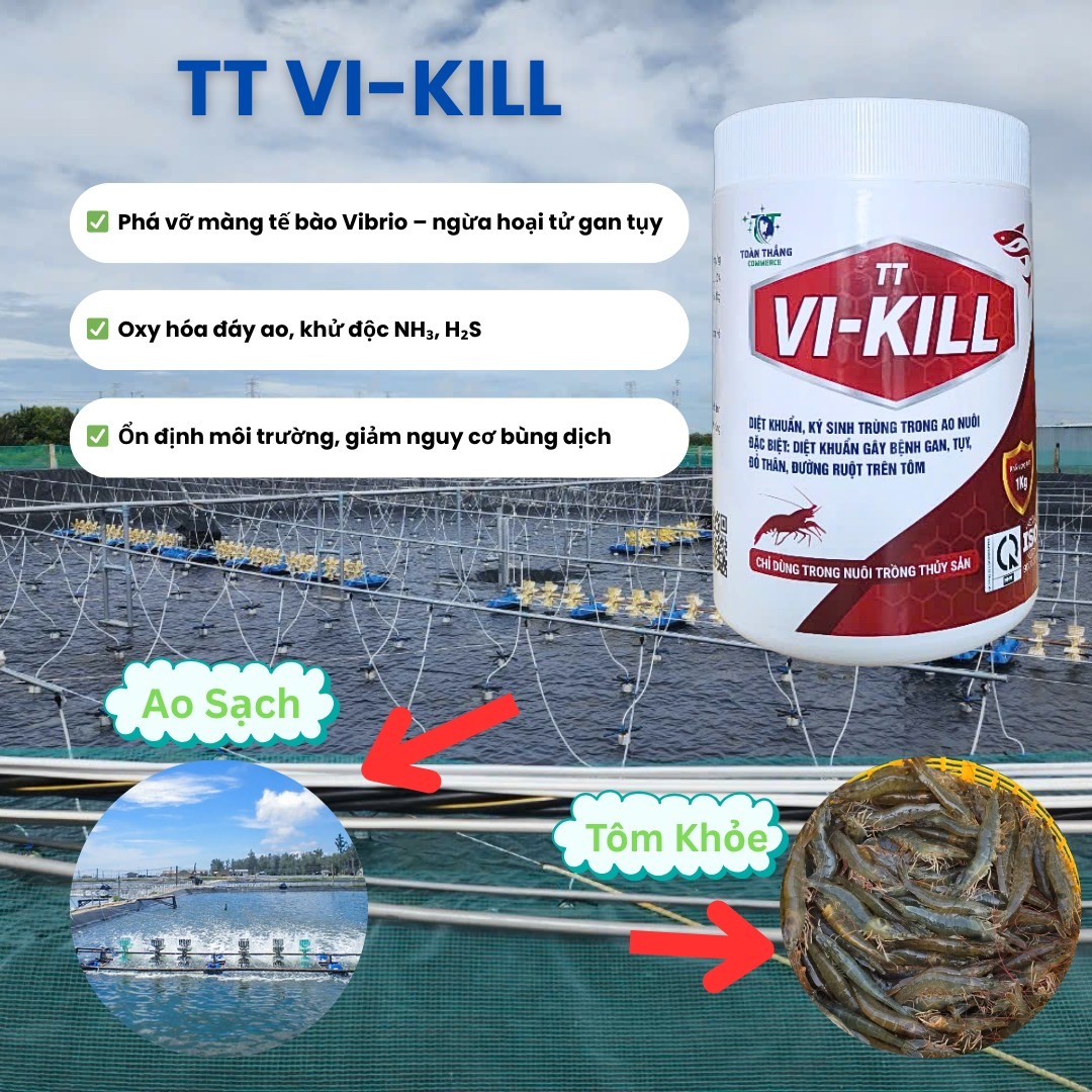 TT VI-KILL - DIỆT KHUẨN AO TÔM, ĐẶC BIỆT HIỆU QUẢ VỚI VIBRIO, LÀM SẠCH NƯỚC, GIẢM KHÍ ĐỘC TRONG AO - Ảnh 2
