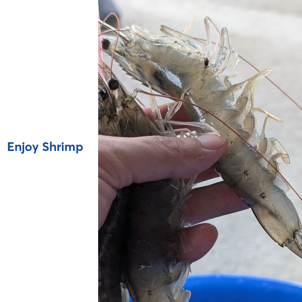 Tôm sạch Enjoy Shrimp - Ảnh 4