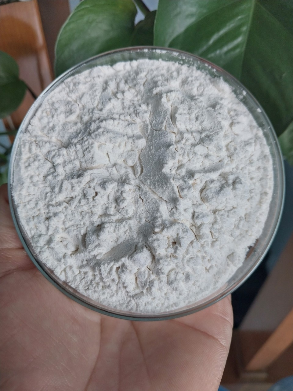 BACILLUS CLAUSII 5B - Ảnh 2