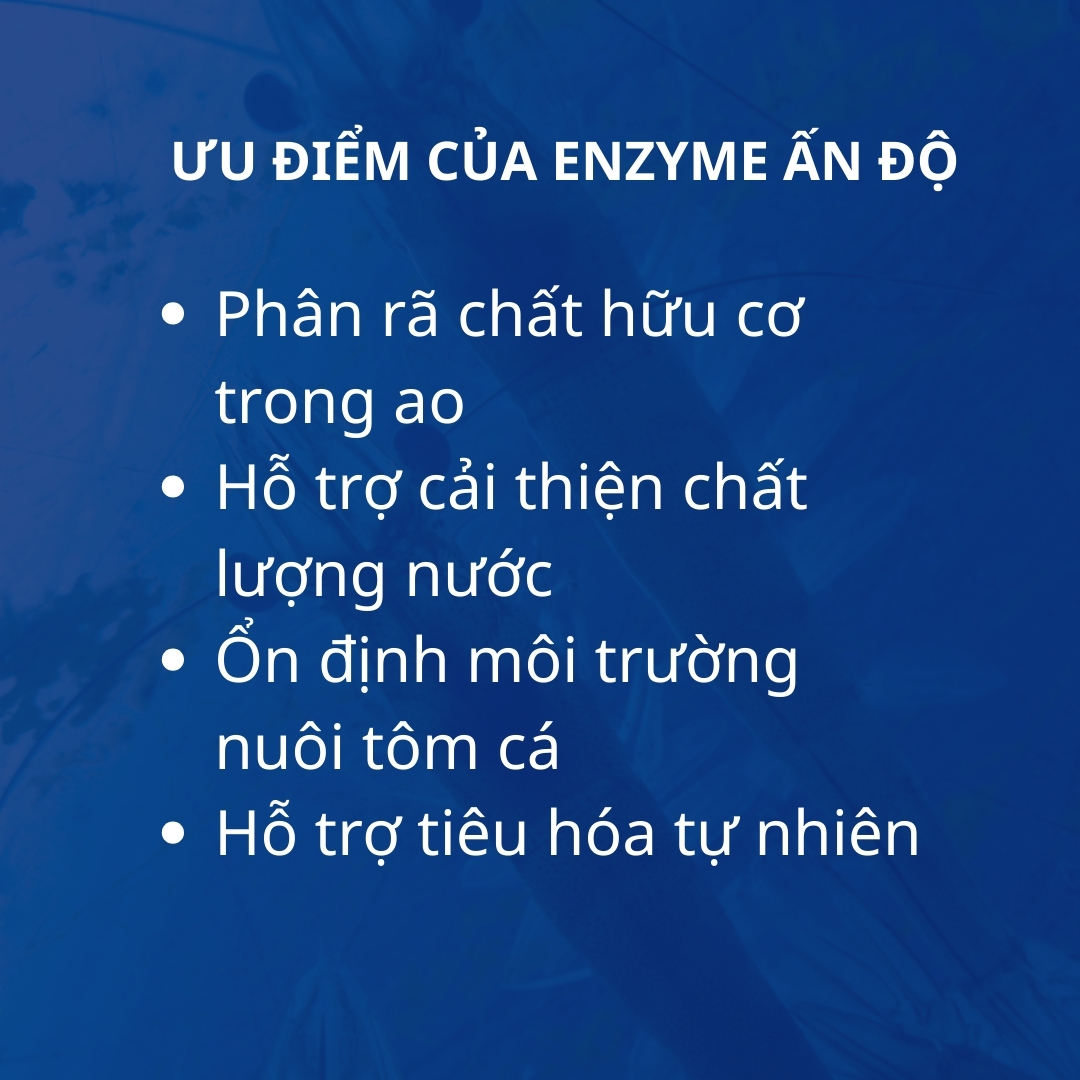 PROTOXY AQ – Enzyme Ấn Độ - Ảnh 2