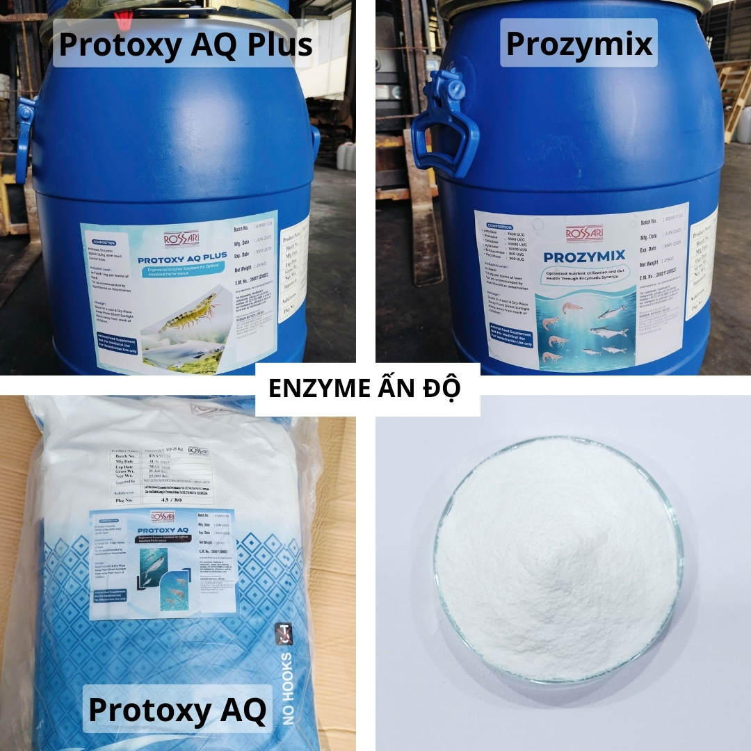 PROTOXY AQ – Enzyme Ấn Độ - Ảnh 3