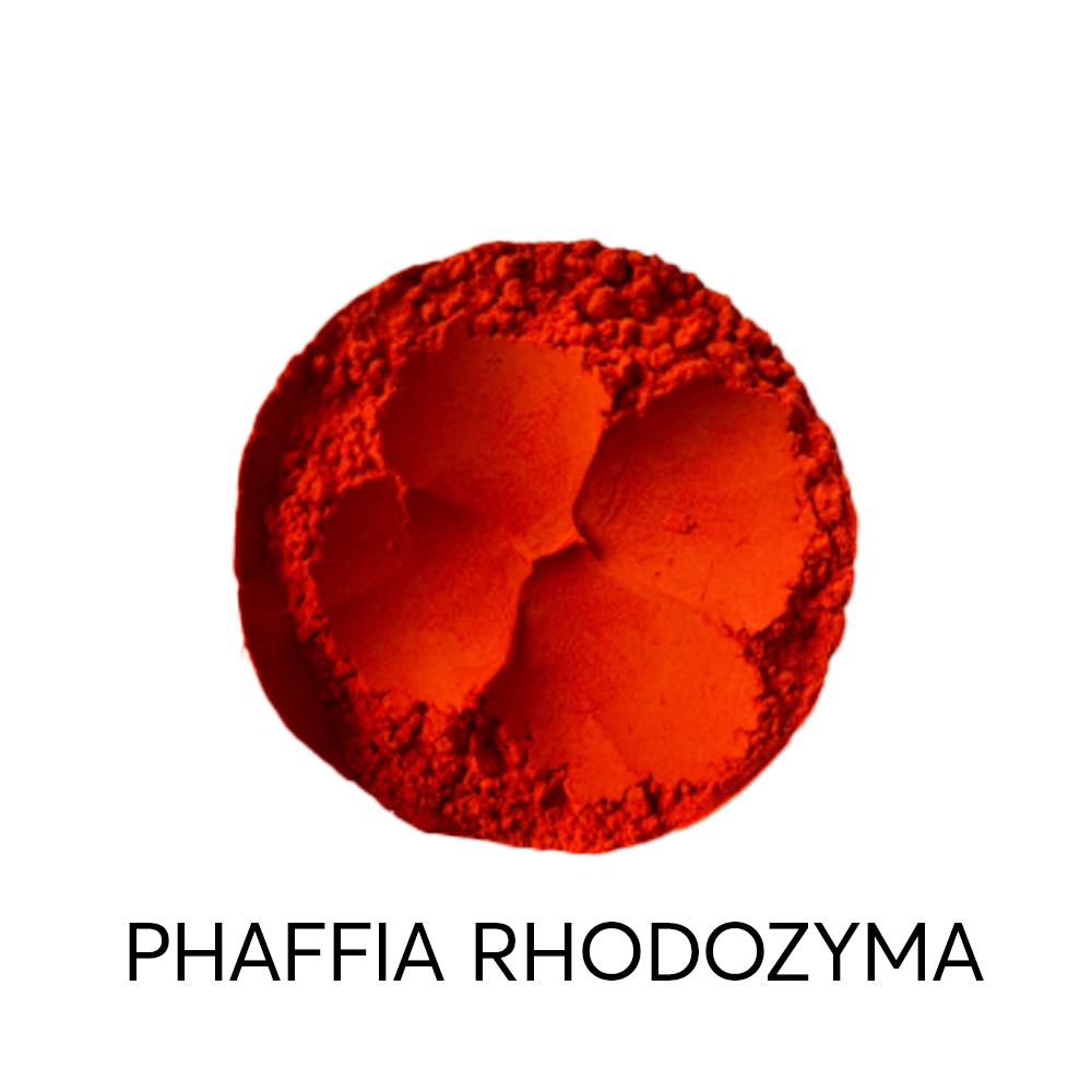 PHAFFIA RHODOZYMA