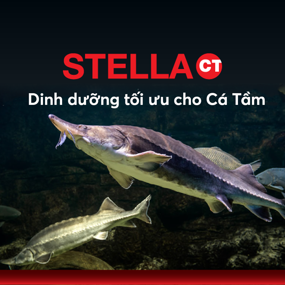 STELLA CT - Ảnh 3