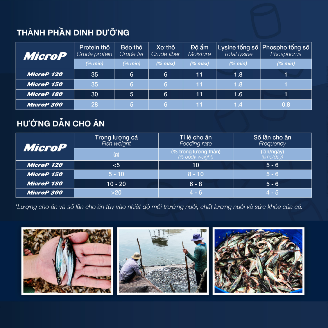 MicroP - Ảnh 4