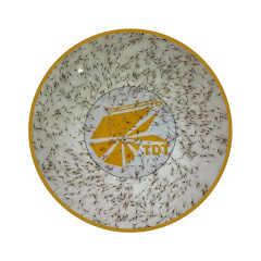 Giống tôm thẻ chân trắng - Giống tôm thẻ chân trắng PL10-12