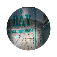 Tôm Sú gia hóa - Giống tôm sú gia hóa